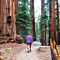 Sequoias Hike