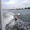 Cruise with the Dolphins