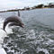 Gulf Coast Dolphin Cruise