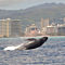 Whale Watching in Honolulu