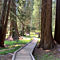Sequoia tour