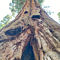 Sequoia Kings Canyon Tour