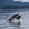 Whale Watching Tour in Alaska