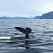 Juneau Whale Watching 