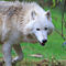 White Wolf Sanctuary