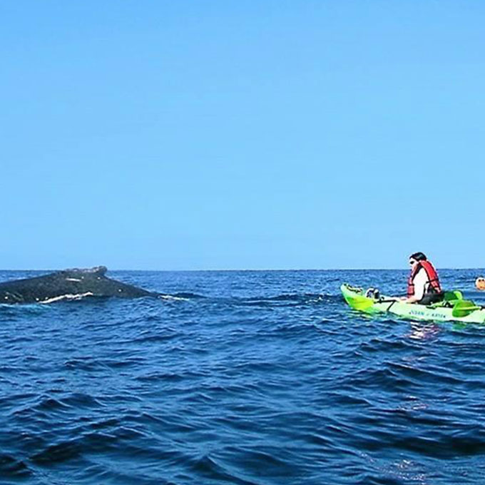 Kayak Whale Watch Snorkel Tour at Turtle Reef - Virgin Experience Gifts