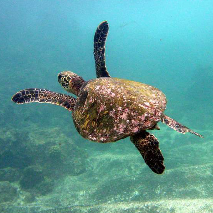 Turtle Reef Kayak & Snorkel Tour in South Maui | Virgin Experience Gifts