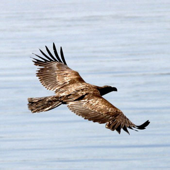 Eagle on Kayaking Tour of San Juan Island in Seattle