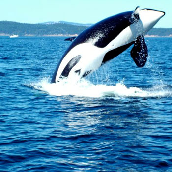 Orca on San Juan Island Kayak Tour