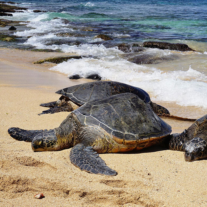 All-Day Road to Hana Adventure | Virgin Experience Gifts