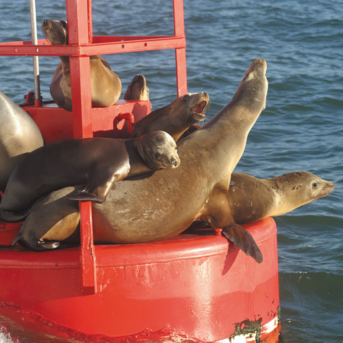 Sea Lions on Buoy on San Diego Whale Watching Cruise