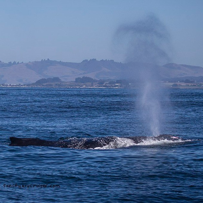 Monterey Whale Watching