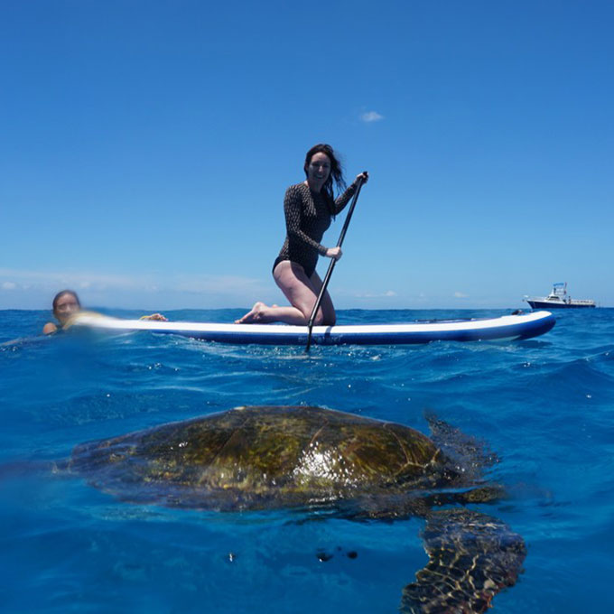Paddleboarding with Sea Turtles