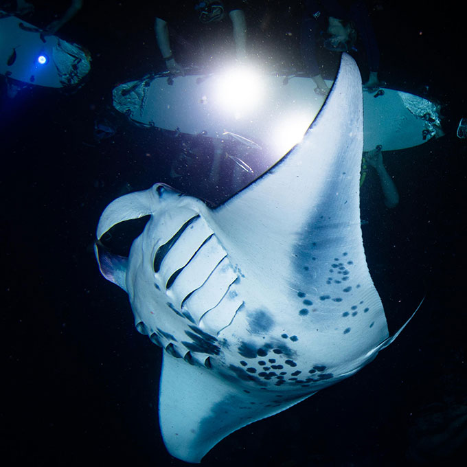 4 Days 3 Nights Manta Ray Adventure