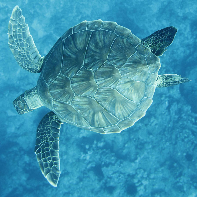 Turtle on Snorkel Tour