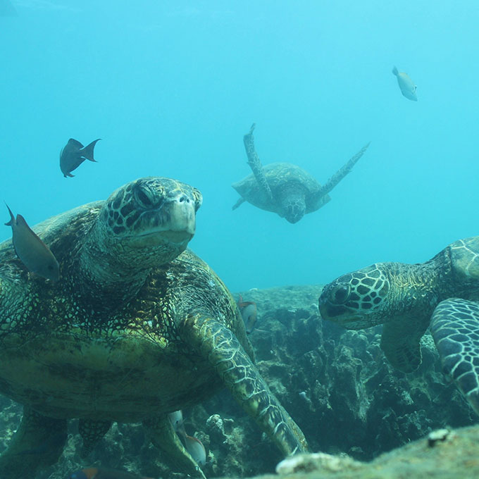 Turtle Snorkeling Trip