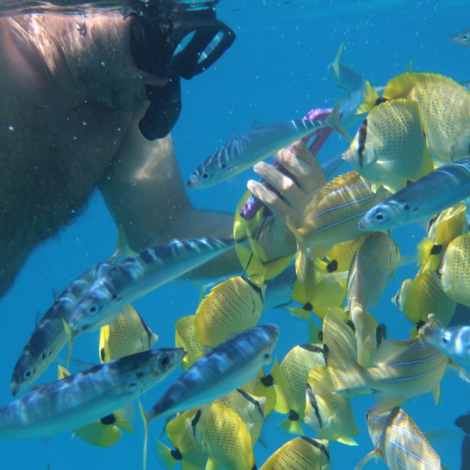 Man snorkeling with fish