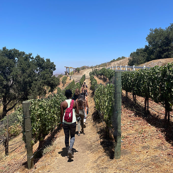 Vineyard Hike in Malibu